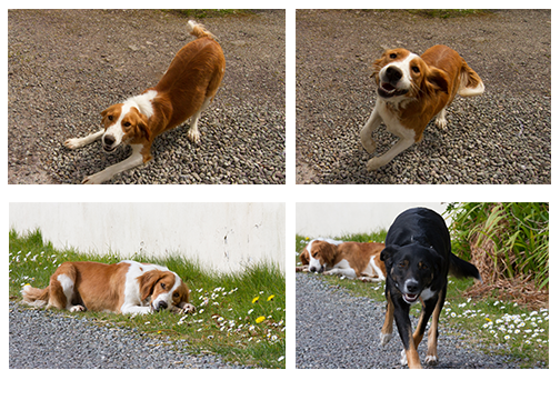 ireland-Dingle-Dogs3.png