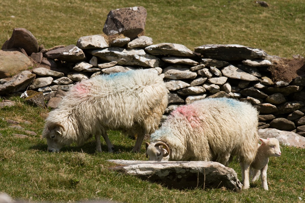 Irish Sheep